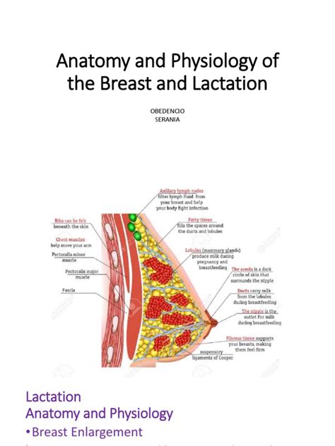 dreast|Anatomy of the Breast .